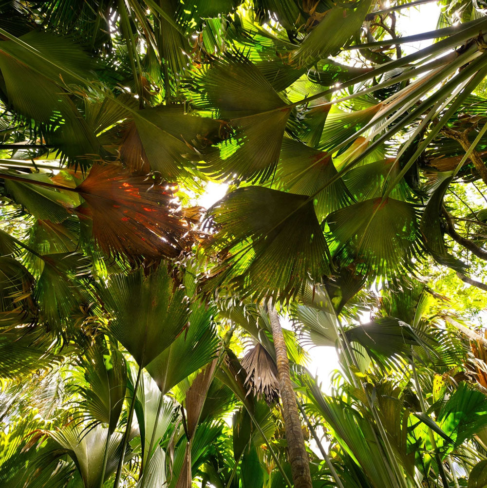 Coco de mer palms in Seychelles