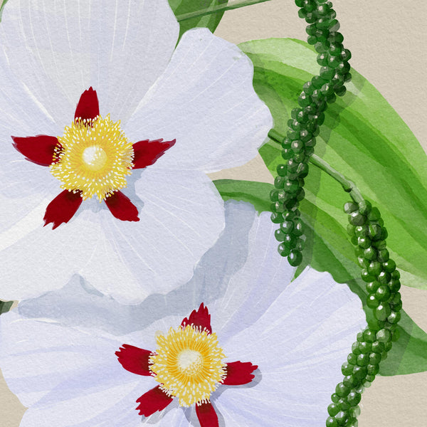 Watercolor illustration of white flowers with red centers and green seed pods, evoking tropical luxury fragrance notes
