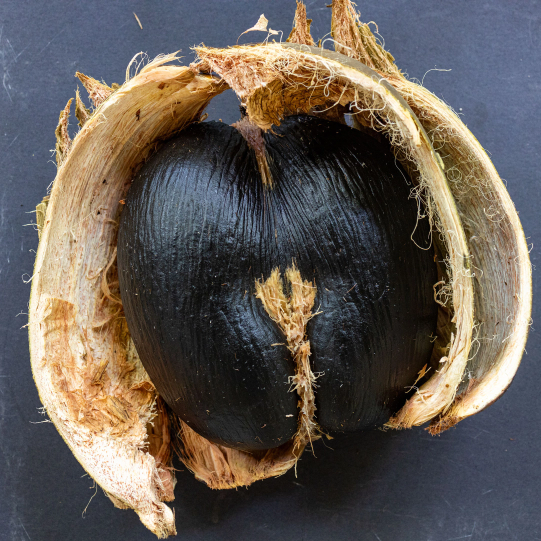 Coco de mer in the husk